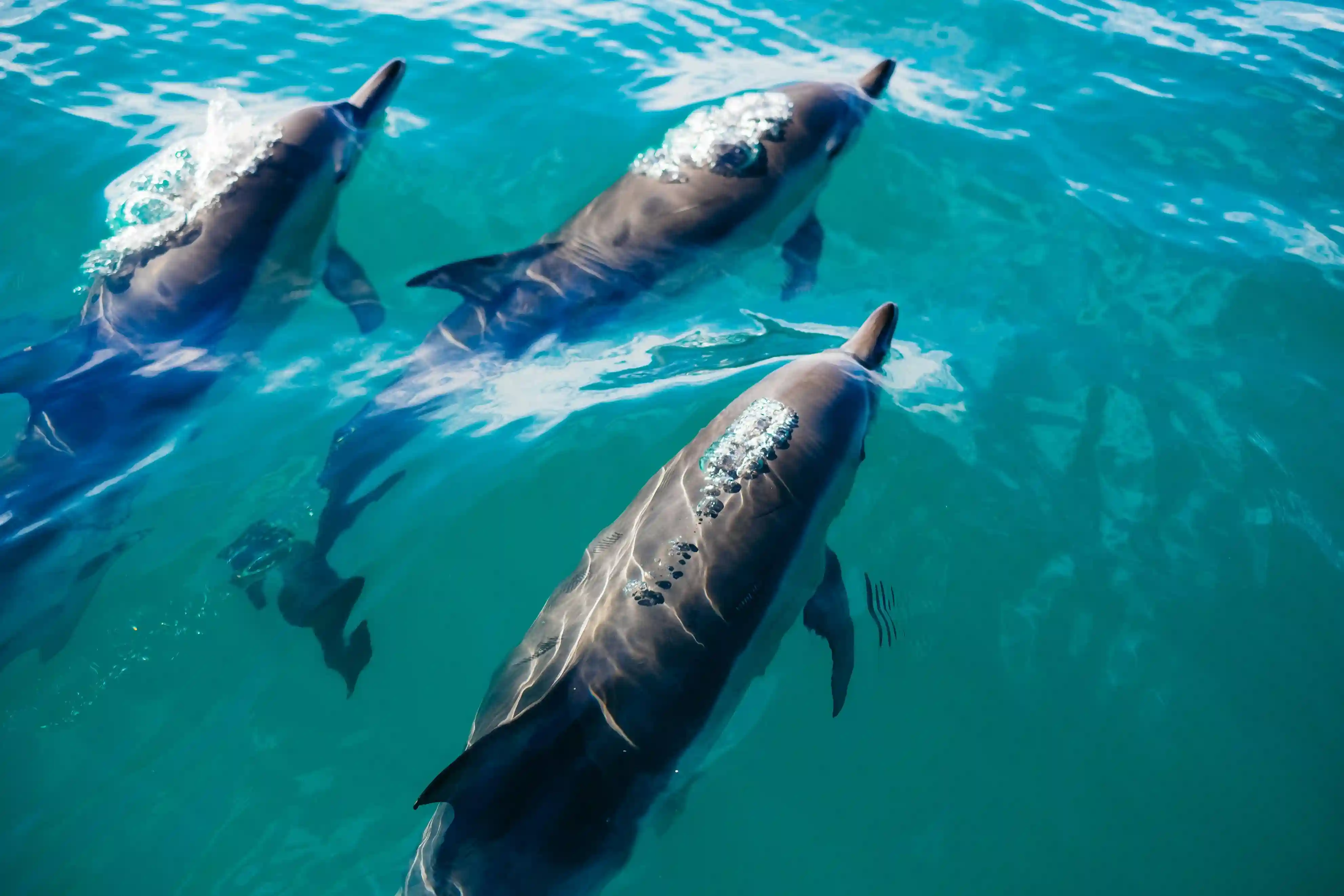 Lovina Dolphin Tour Package | Arisma Lovina Dolphin | Bali Tour