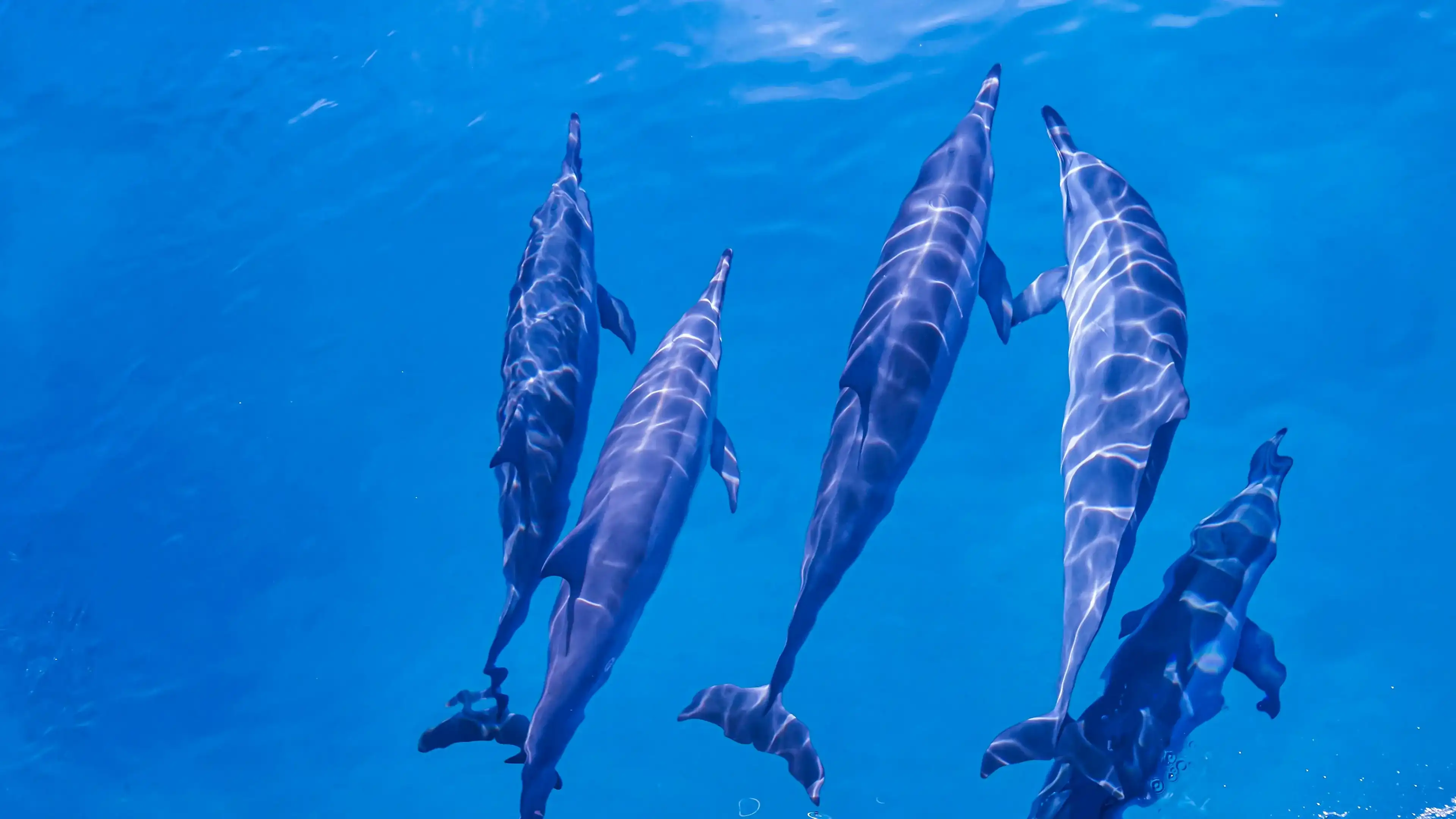 Experience the Magic of Bali’s Dolphins: A Journey to Lovina’s Hidden Paradise