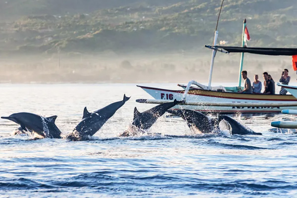 Dolphin Tour and Snorkeling with Arisma Lovina Dolphin Tour | Bali Dolphin Tour Package