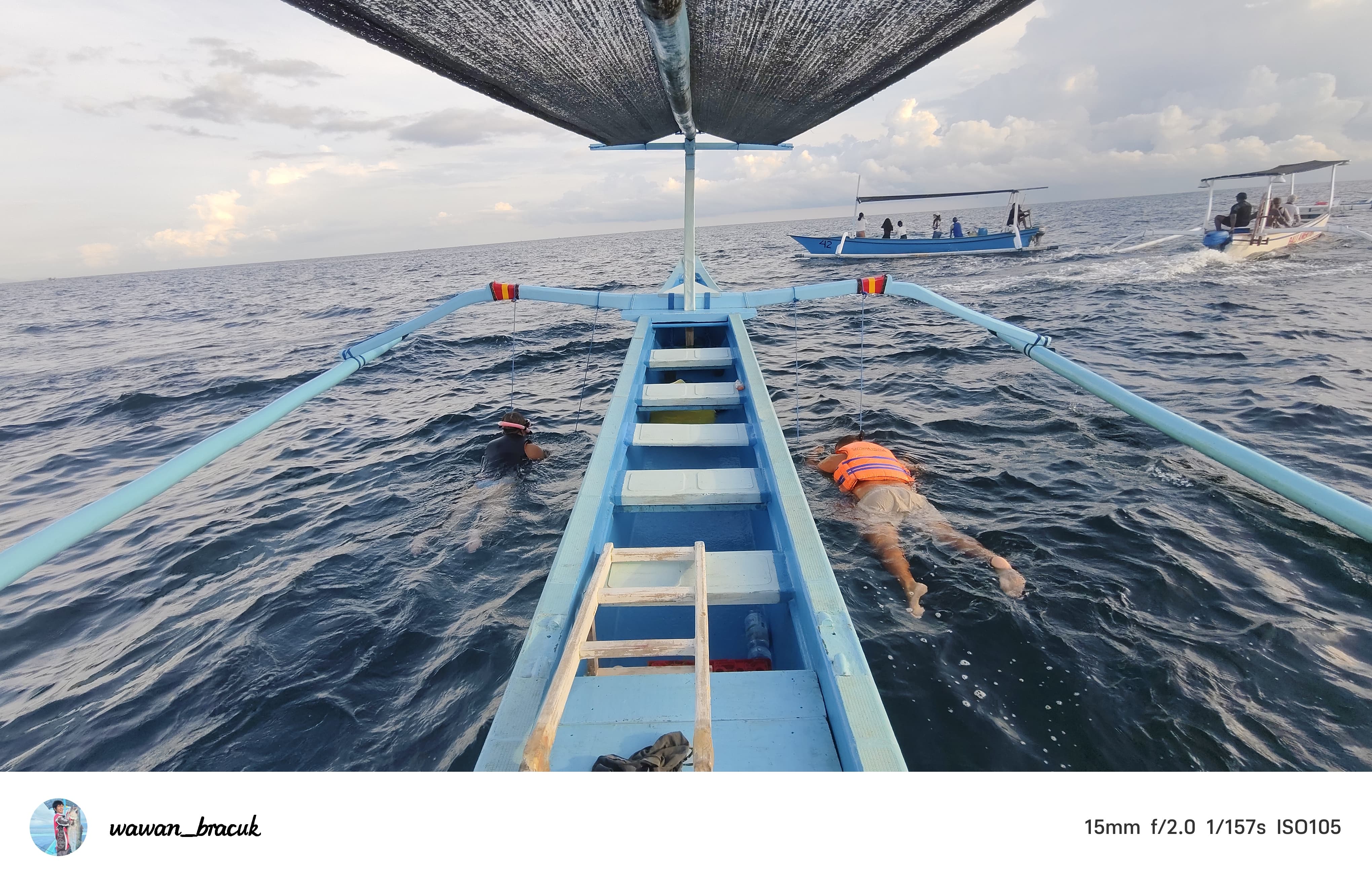 The Swimming with Dolphins Experience