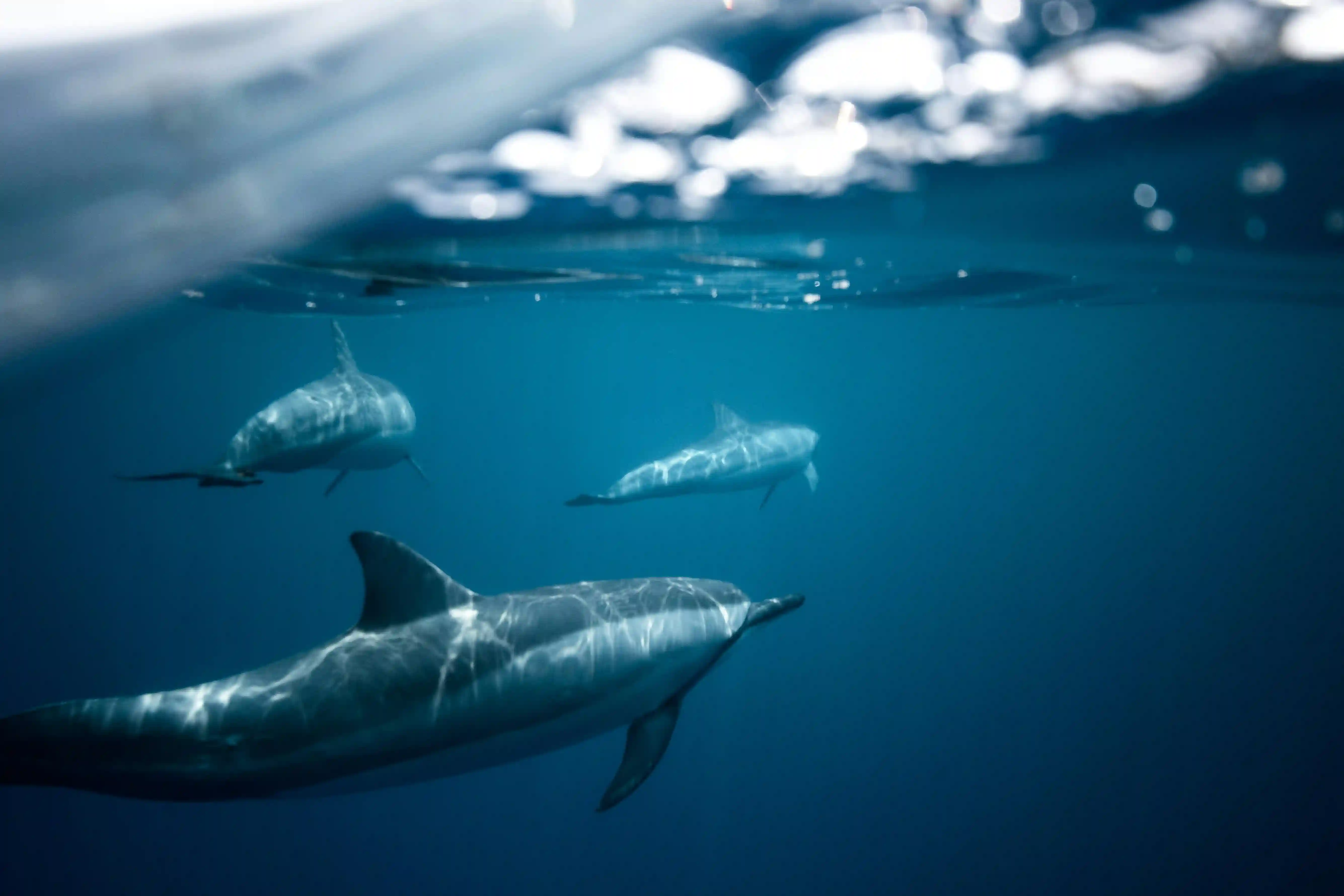 Top 10 Holiday Spots in Bali: Discover Lovina and Beyond with Arisma Lovina Dolphin